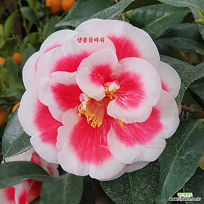 우노포 동백나무88 - 동일품배송