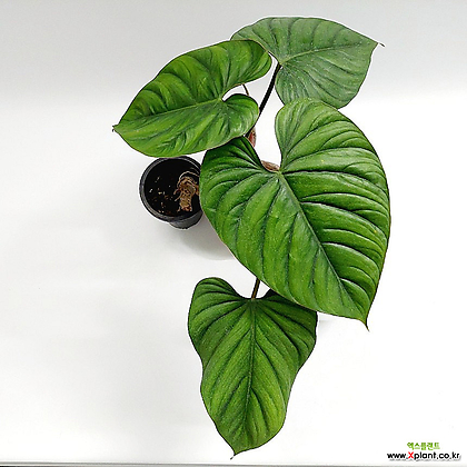 (단일상품)필로덴드론 콜롬비아1 대품 희귀식물 공기정화식물 키우기쉬운식물 플랜테리어