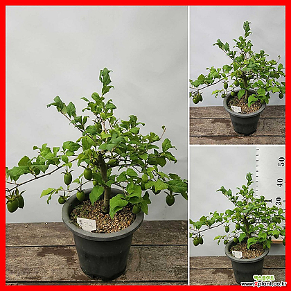 꽃과나무] 홍진주 미니감나무(노아시 분재,40-50cm)