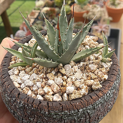 Agave utahensis Agave utahensis var. nevadensis Cactus - Xplant