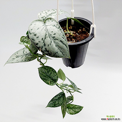 스킨답서스 실버레이디 중품 희귀식물 공기정화식물 키우기쉬운식물