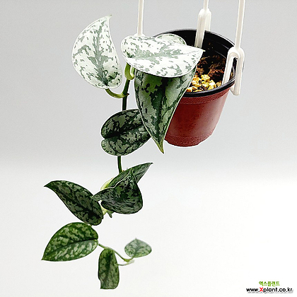 스킨답서스 실버레이디 소품1 희귀식물 공기정화식물 키우기쉬운식물