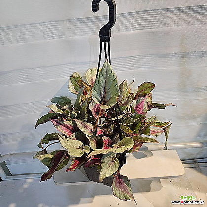 플랜츠영 마우이썬셋 베고니아 행잉 중품 반려식물 40-60cm 99