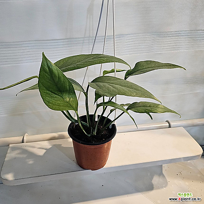 플랜츠영 에피프레넘 피나텀 세브블루 공중행잉 식물 30-45cm 45