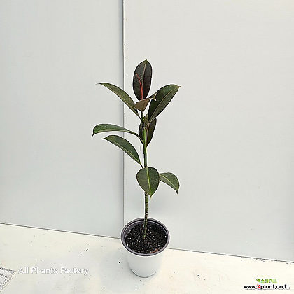 식물공장 외목대 멜라니 고무나무 중품 40-50cm 49