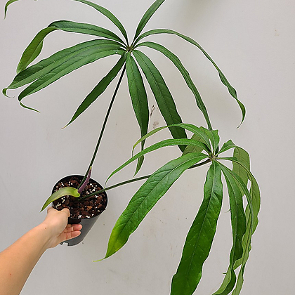 Anthurium eminens [] 1/ 観葉植物 - Xplant