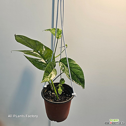 식물공장 에피프레넘 피나텀 바리에가타 에피프리넘 공중식물 행잉식물 25-45cm 99