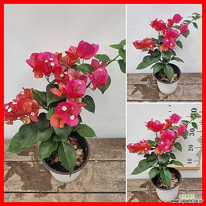 꽃과나무] 빨강 부겐빌레아 (부겐베리아,30-40cm)
