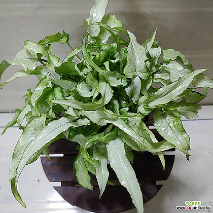 Syngonium Nguengi Laima [] __036 Air purification - Xplant