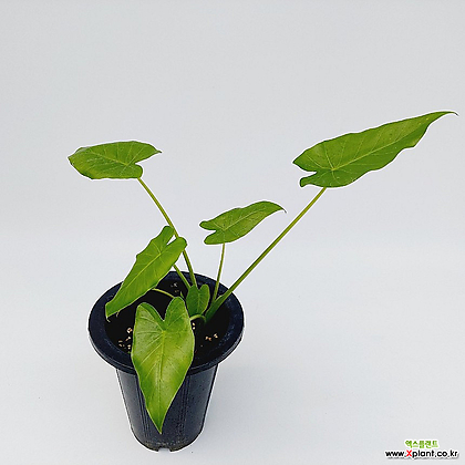 (단일상품)알로카시아 오도라 관엽식물 인테리어식물