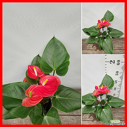 꽃과나무] 안스리움 (40-50cm)