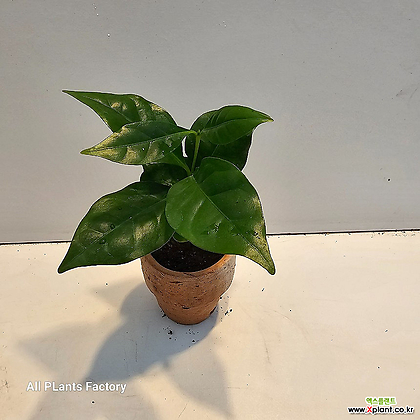 식물공장 미니토분 커피나무  반려식물 미니소품 05-10cm 19