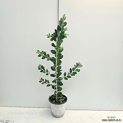 식물공장 둥근잎아카시아 중품 야생화 플랜테리어 40-60cm 199