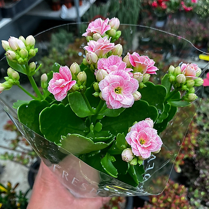 칼란디바 퀸로즈 핑크겹꽃