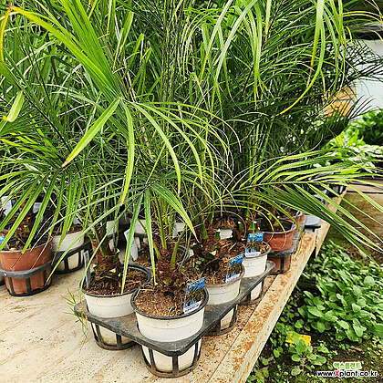 휘닉스야자나무 공기정화식물 인테리어 인기식물