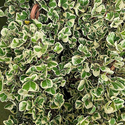 풍성한 스윗하트고무나무 공기정화식물 엑스플랜트 엑플 무늬