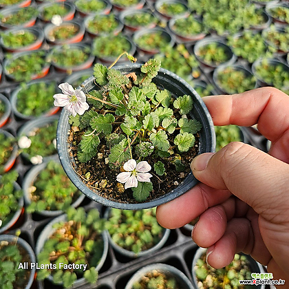 식물공장 흰색 풍로초 소품 야생화 흰꽃 10-25cm 35