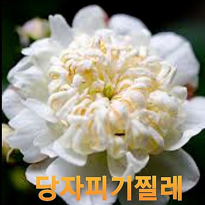 식물공장 당자피기찔레 소품 흰색꽃 노지월동 야생화 15-25cm 45