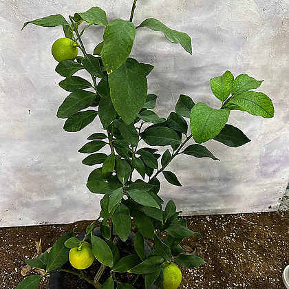 레몬나무 60cm