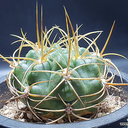 Gymnocalycium multiflorum Cactus - Xplant
