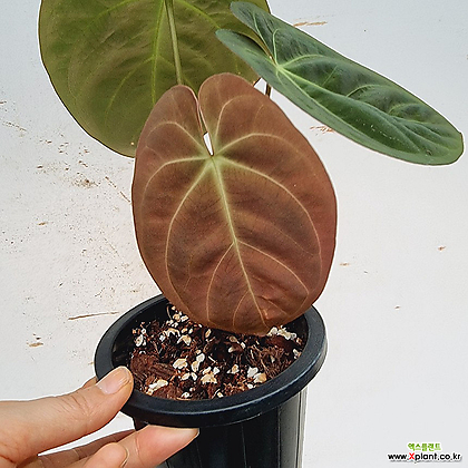 その他観葉植物 Anthurium dressleri dark croat その他観葉植物 Anthurium dressleri dark croat Anthurium dressleri