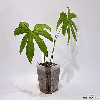 anthurium orange Anthurium 'Sierra Orange' 6