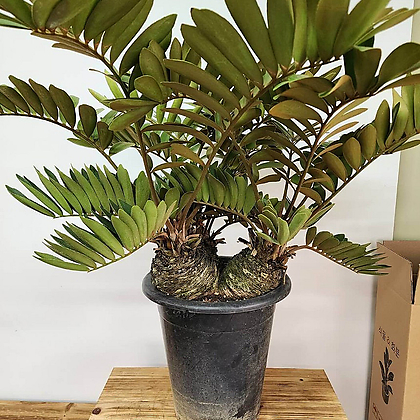Zamia pumila Air purification - Xplant