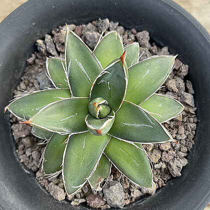 Echeveria Pinky Agave Filifera Compacta Cactus - Xplant