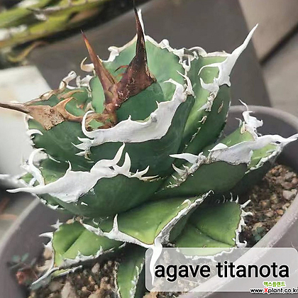 agave titanota/A-5-1 Cactus - Xplant