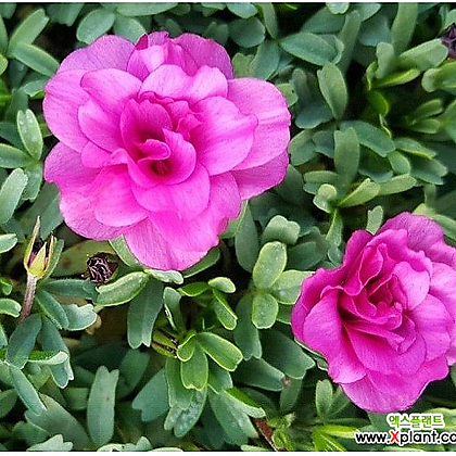 [하와이꽃집] 글라브라 더블 핑크 사랑초