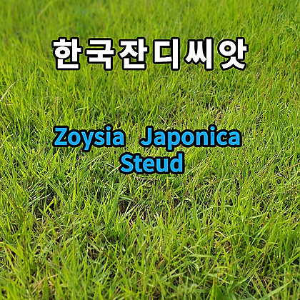 한국 잔디씨앗20g 잔디씨앗 잔디씨 산소 정원용 잔듸씨앗 잔디 들잔디 한국잔디씨
