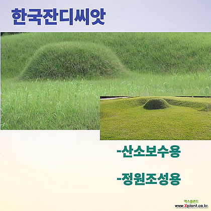 한국 잔디씨앗15g-2개 잔디씨앗 잔디씨 산소 정원용 잔듸씨앗 잔디 들잔디 한국잔디씨