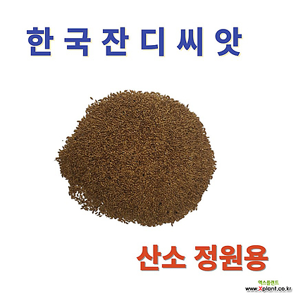 한국 잔디씨앗20g-2개 잔디씨앗 잔디씨 산소 정원용 잔듸씨앗 잔디 들잔디 한국잔디씨