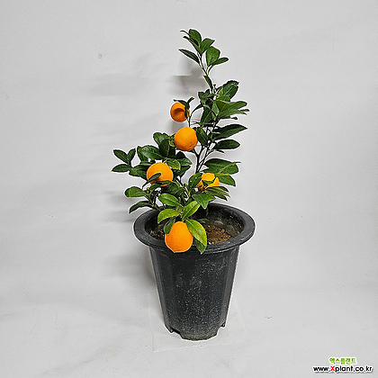 [무 배] 오렌지레몬나무(특상) 2023 새상품