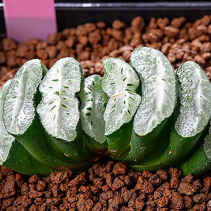 옥선 실생(truncata seedling)