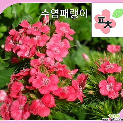 수레국화 레드 2g 야생화 꽃씨앗 포천매화동농장