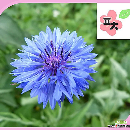 수레국화 블루 2g 야생화 꽃씨앗 포천매화동농장