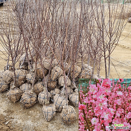 옥매화나무 묘목 (개화주) 분묘 겹꽃 매화묘목 봄꽃나무 [모든원예조경]