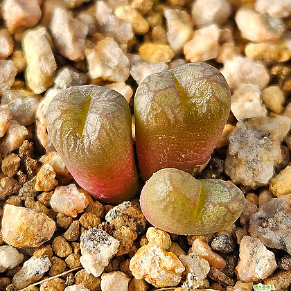 마르니에리아넘 교배종 marnierianum