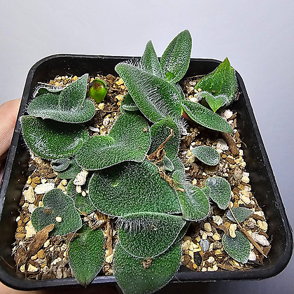 Lachenalia trichophylla 라체날리아 트리코필라