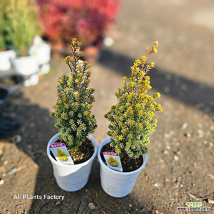 식물공장 2개발송 옐로우봉 겨울식물 황금편백 노지월동 40-60cm 129