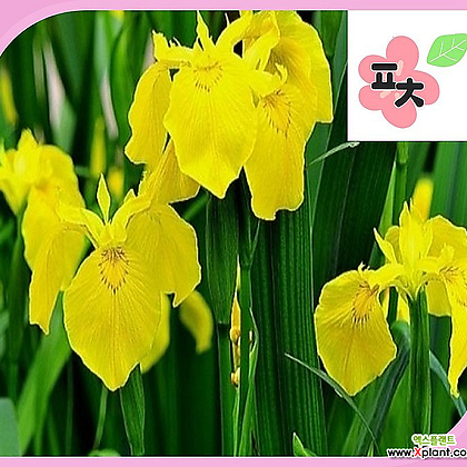 노랑꽃창포 씨앗 50립 야생화 꽃씨