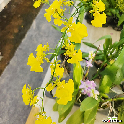 온시디움 노랑꽃