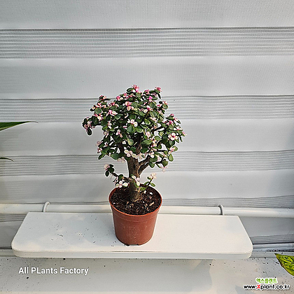 칼라아악무 외목대 은행목 아악무 사랑목 핑크아악무 금과옥 공기정화식물 다육식물 25-35cm 149