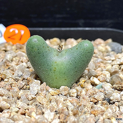 Conophytum bilobum C. bilobum ssp.nova EA272 Rietkloof-1