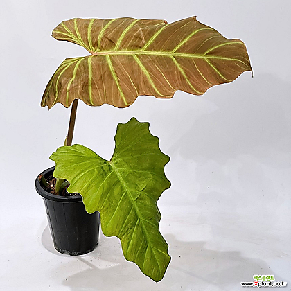 Philodendron corsinianum Air purification - Xplant