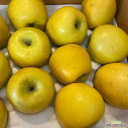 노란사과 시나노골드 황금사과 갈변덜한 사과 햇사과 산지직송 엑스플랜트 엑플 정품