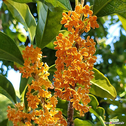 Osmanthus fragrans H1.2 Landscape tree sapling - Xplant