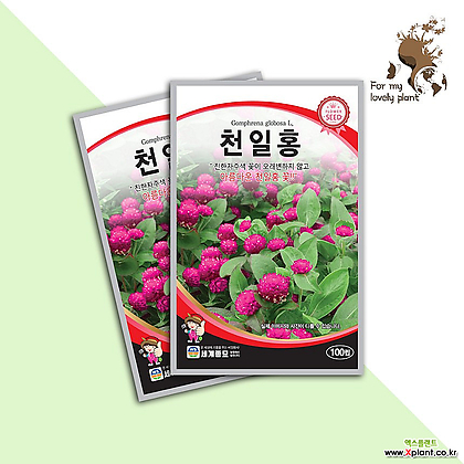천일홍 100립 세계종묘 화훼류 씨앗 관상용꽃