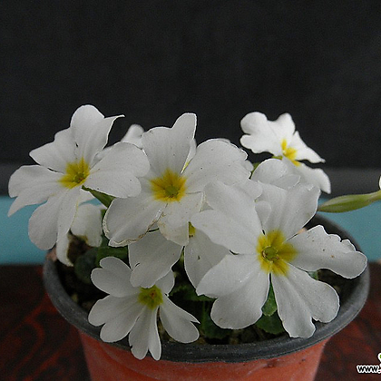 심산앵초(흰꽃)